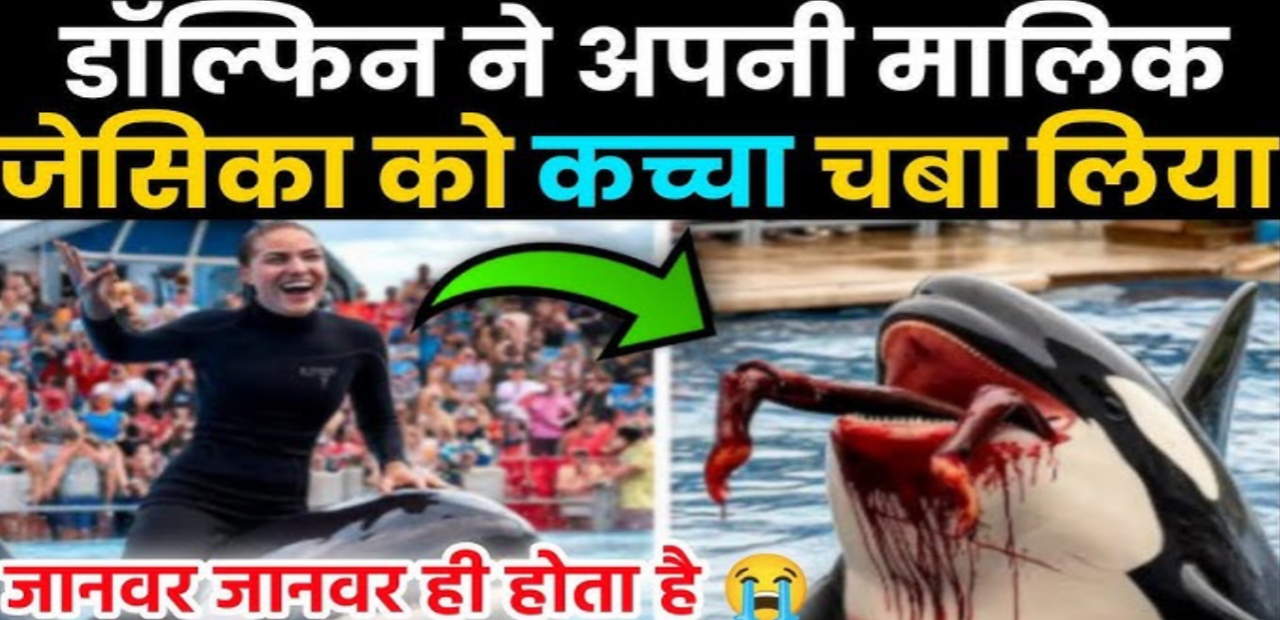 डॉल्फिन अटैक ट्रेनर: समुद्री शो में मचा हड़कंप, दर्शक रह गए हैरान